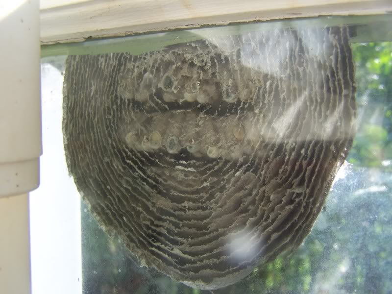 giant wasp nest found