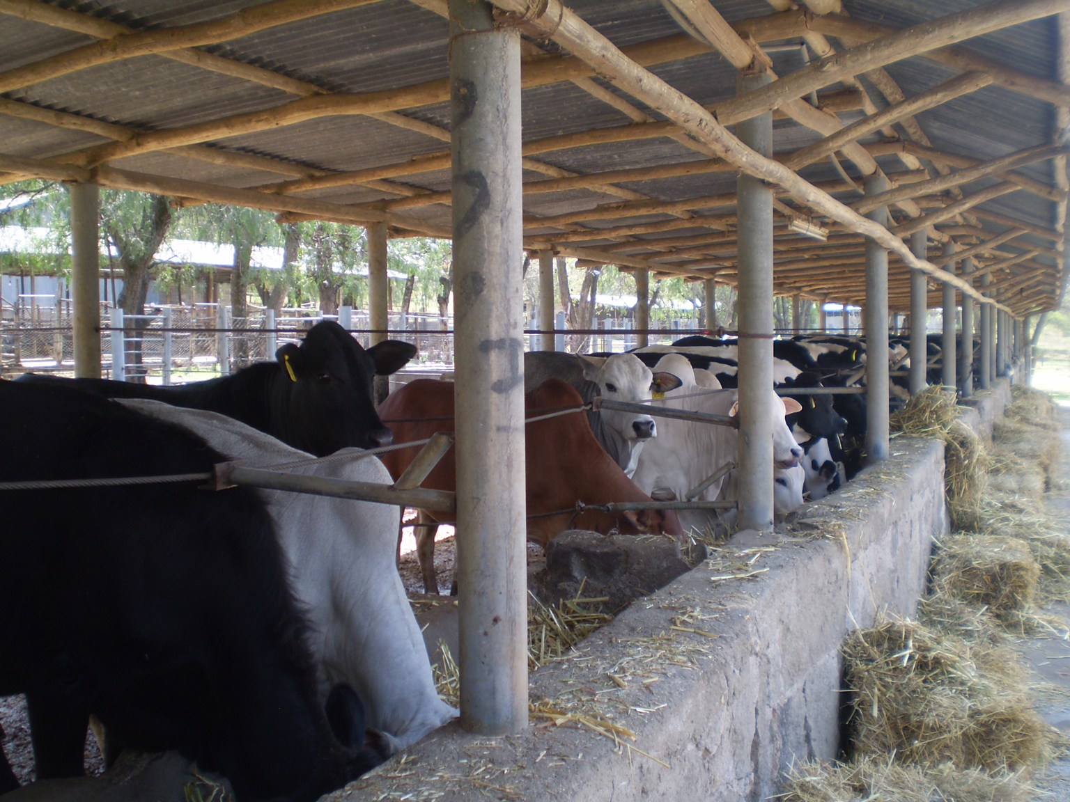 Kenyan Meat Commission. Raising The Steaks. Littlegate Publishing