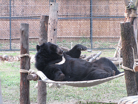 Bodo-new-hammock
