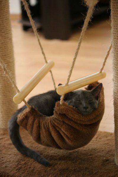 cat in hammock