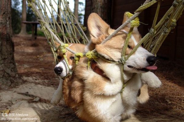 corgi hammock