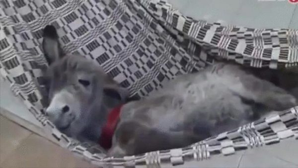 donkey in hammock