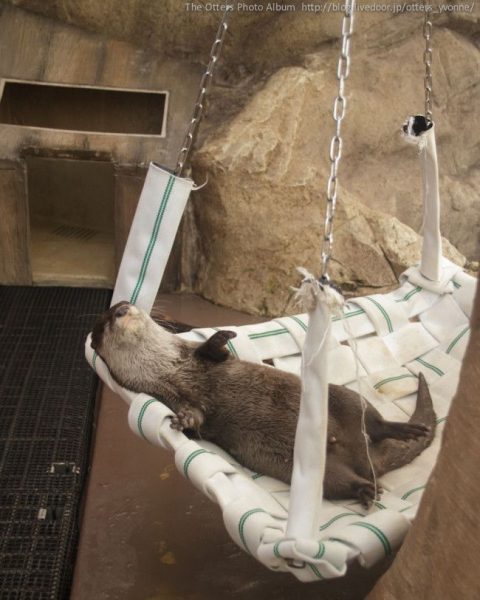 otter in hammock