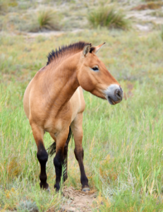 A Mongolian P-horse with a short mane and a tan coat stands on a grassy plain, looking to picture right.