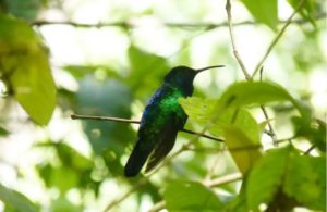 An emerald hummingbird out in the wild