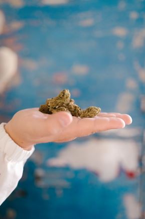 Section 9: CBD Gummies at Costco: Advantages and Benefits