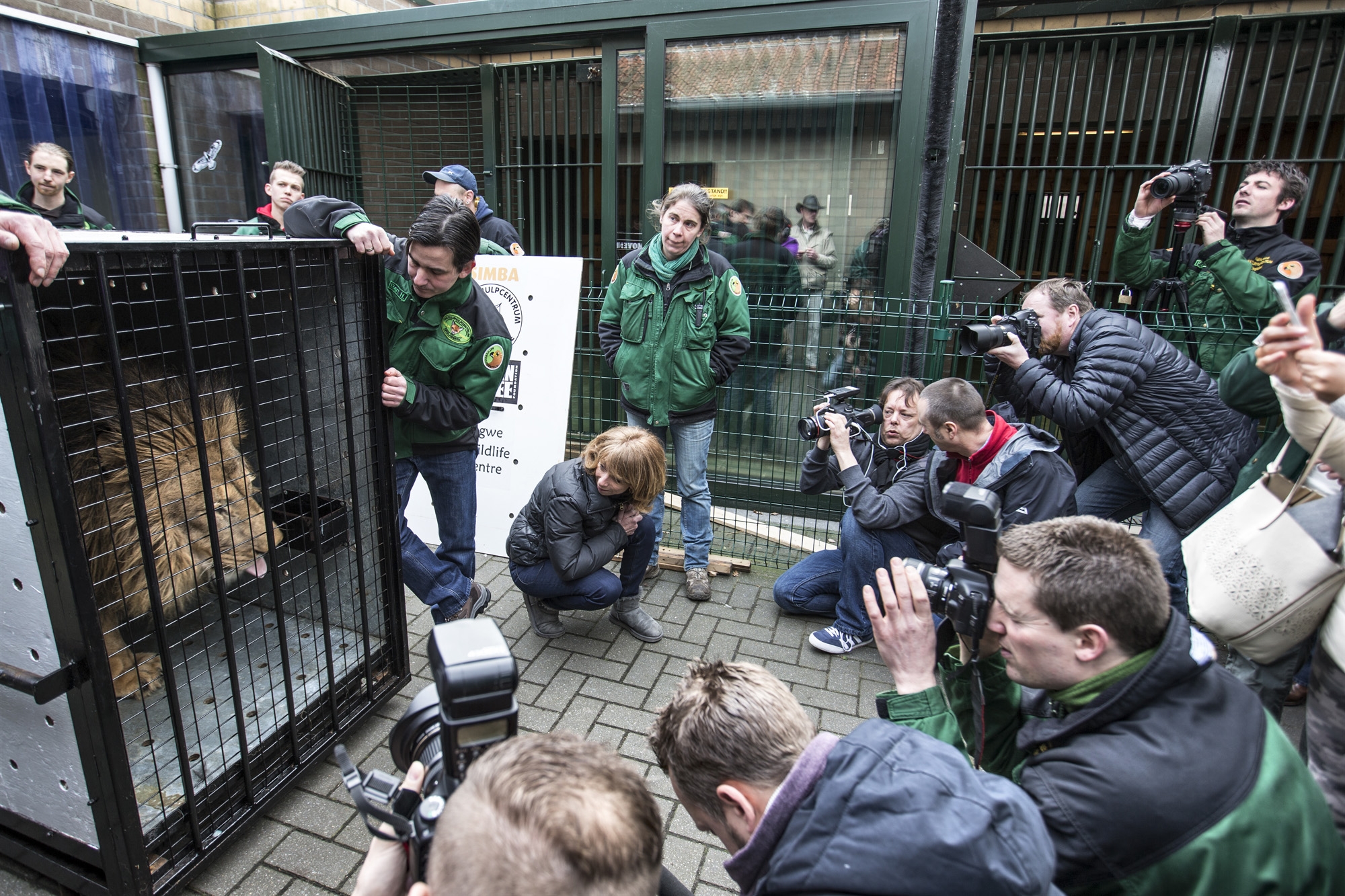 simba. The Born Free Foundation and Land Rover help Simba go home ...