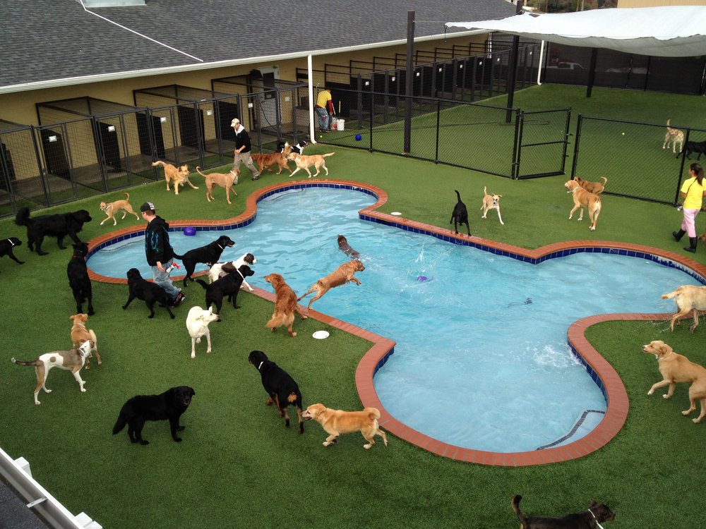 In America it is a Dog's Life. Pet Paradise Opens Luxury ...