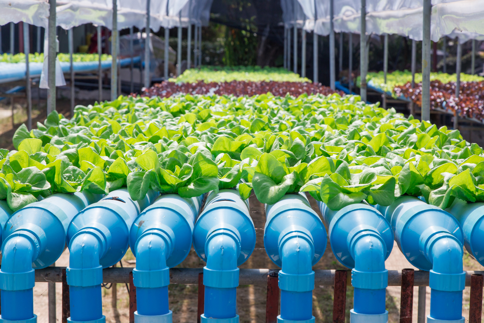 Hydroponics Vegetable Littlegate Publishing