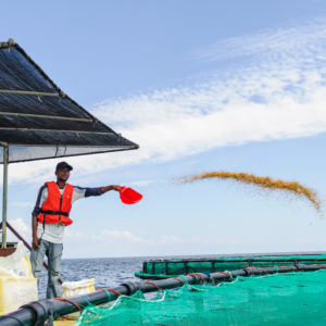A man throws fish feed into a sea-based fish farm pen