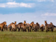 A group of P-horses stand in a line on a grassy plain, under a blue sky