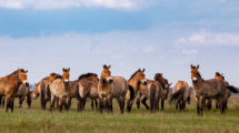 A group of P-horses stand in a line on a grassy plain, under a blue sky