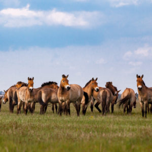 A group of P-horses stand in a line on a grassy plain, under a blue sky