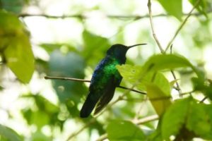 An emerald hummingbird out in the wild