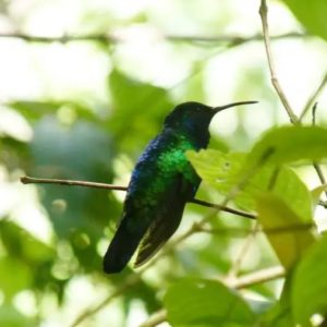 An emerald hummingbird out in the wild